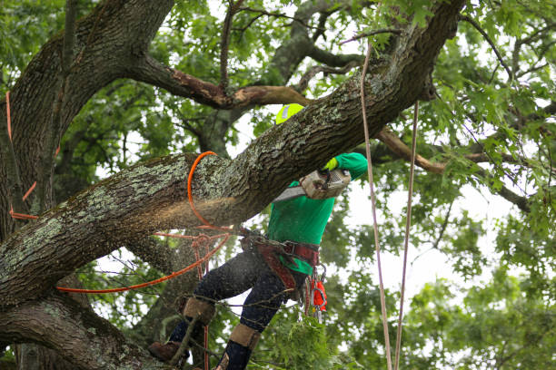 Seasonal Cleanup (Spring/Fall) in Ozark, AL